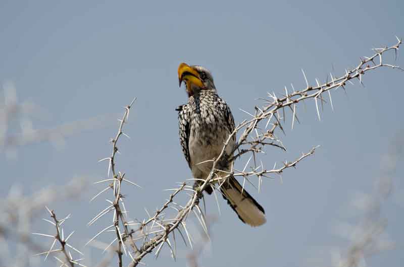 Southern Yellow-Billed Hornbill - parque nacional de Etosha - Namibia 1.jpg
